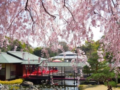 白鳥庭園　観桜会