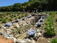 渥美あじさいの森