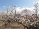 平芝公園梅まつり