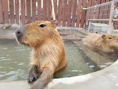 豊橋総合動植物公園,のんほいパーク