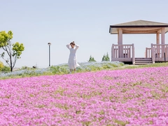 弥富市　芝桜まつり