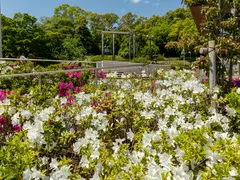 大倉公園つつじまつり