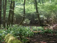段戸裏谷原生林(きららの森)