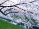 山崎川の桜