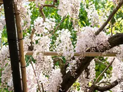 豊田市 ふじまつり ふじの回廊