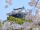 岡崎の桜まつり