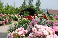 ミササガパーク（猿渡公園）芝桜