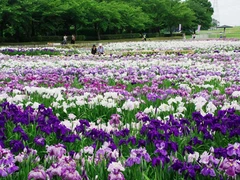 初夏の華まつり～バラ・ハナショウブ～