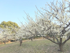 佐布里梅まつり