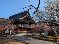 岩津天満宮　梅まつり