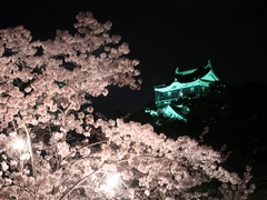 岡崎の桜まつり