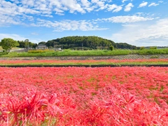 ごんの秋まつり_矢勝川（彼岸花）