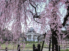 鶴舞公園 桜まつり
