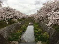 山崎川の桜