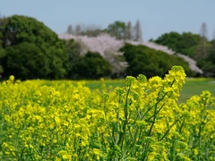 庄内緑地グリーンプラザ