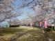 西浦温泉 桜まつり