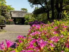大倉公園つつじまつり