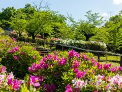 東山動植物園のつつじ
