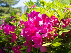 岡崎城公園のつつじ