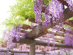 尾張津島藤まつり（天王川公園）
