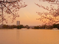 三崎水辺公園桜