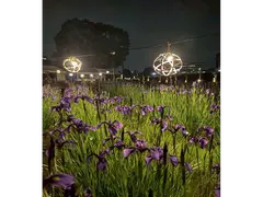 花かつみまつり