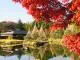 白鳥庭園「観楓会 紅葉茶会」