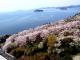 西浦温泉 桜まつり