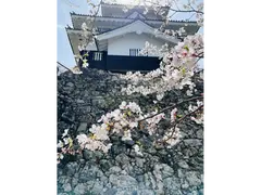 春まつり（さくら）