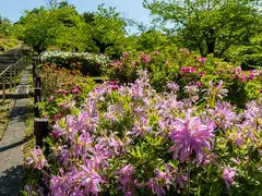 東山動植物園のつつじ