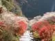 小原四季桜まつり（愛知の紅葉）
