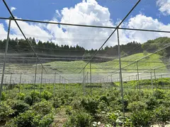 ブルーベリー浅金 ブルーベリー摘み取り