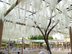 こうなん藤まつり　曼陀羅寺公園