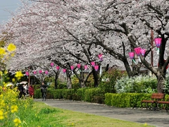桃山公園　桜まつり