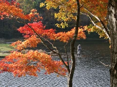 段戸裏谷原生林(きららの森)