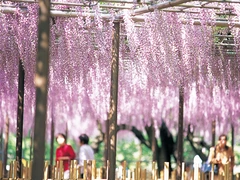 五万石藤まつり　岡崎城公園藤棚