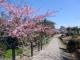 聖崎公園の河津桜