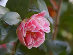 東山動植物園