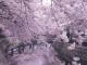 一宮桜まつり　木曽川堤