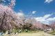 水源桜まつり