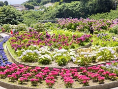 形原温泉あじさい祭り