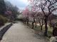 平芝公園梅まつり