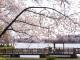 三崎水辺公園の桜