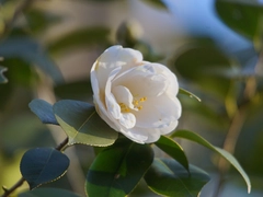 東山動植物園