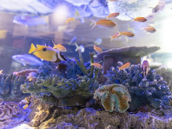 Aichi's Seafood and Ocean Scenery Course