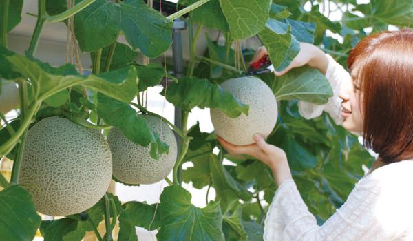 가마고리 오렌지 파크