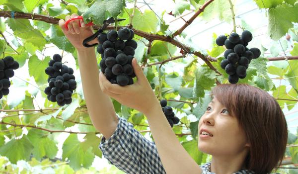 Okazaki Komadachi Grape Picking (Okazaki Komadachi Budogari)