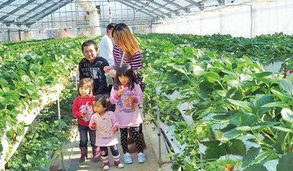 歡樂農場鵜之池　水果採摘