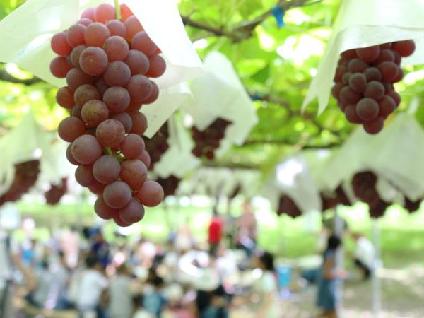 Grapes
