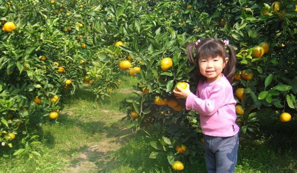 다나카 농원 우츠미 후루츠 마을